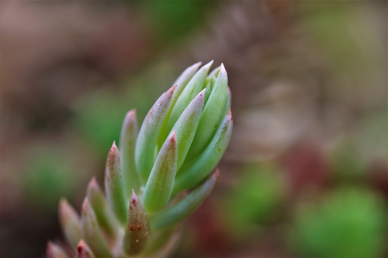 Best Plants for a Garden That Blooms in Autumn